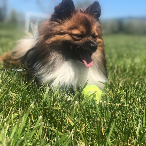 Meet your Posher, Ashley. Instagram: Ashtahfashion - Picture 4 of 7